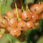 currant-1496075_1280